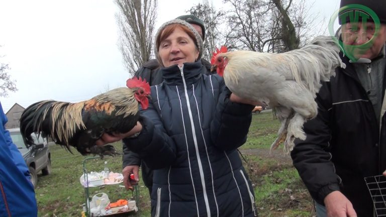 В Новому Бузі пройшла Всеукраїнська виставка голубів
