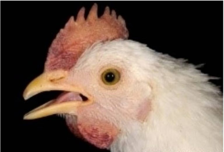 ОБЕРЕЖНО! ГРИП ПТИЦІ!