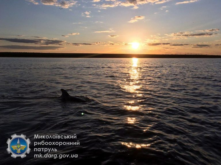 В річку Південний Буг з моря заплив дельфін