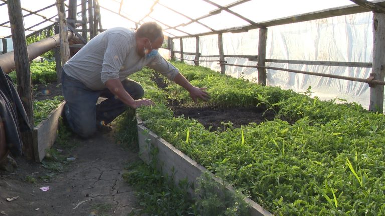Присадибна ділянка – як засіб заробітку