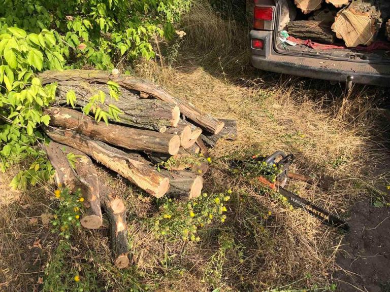 Ліс рубають, щепки летять!